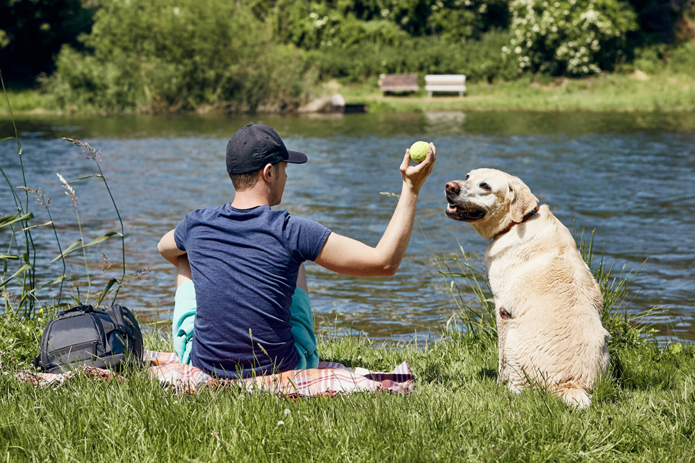 dog_days